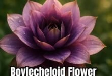 Boylecheloid